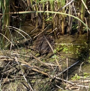 Tachyglossus aculeatus at Goorooyarroo NR (ACT) - 17 Nov 2023