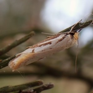 Philobota cretacea at Mount Painter - 16 Nov 2023