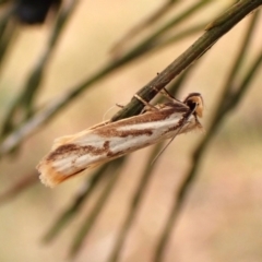 Philobota cretacea at Mount Painter - 16 Nov 2023