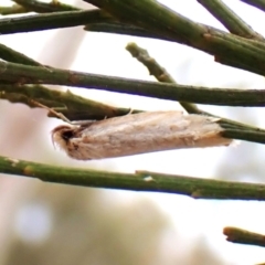 Philobota productella (Pasture Tunnel Moth) at Mount Painter - 16 Nov 2023 by CathB