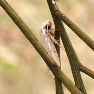 Philobota productella at Mount Painter - 16 Nov 2023 11:19 AM