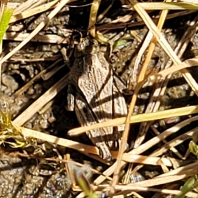 Tetrigidae (family) (Pygmy grasshopper) at Gigerline Nature Reserve - 18 Nov 2023 by trevorpreston