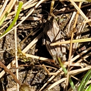 Tetrigidae (family) at Gigerline Nature Reserve - 18 Nov 2023 02:12 PM