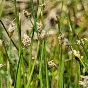 Eleocharis pusilla at Gigerline Nature Reserve - 18 Nov 2023