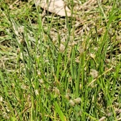 Eleocharis pusilla at Gigerline Nature Reserve - 18 Nov 2023