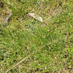 Eleocharis pusilla at Gigerline Nature Reserve - 18 Nov 2023