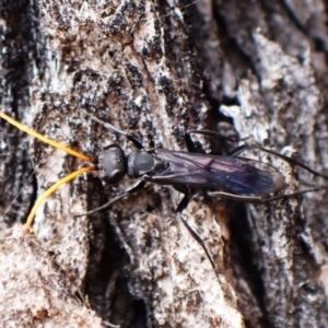 Fabriogenia sp. (genus) at Mount Painter - 16 Nov 2023