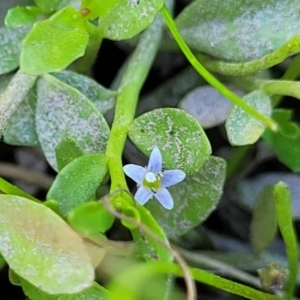 Limosella australis at Gigerline Nature Reserve - 18 Nov 2023