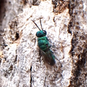 Chrysididae (family) at Mount Painter - 16 Nov 2023 11:27 AM