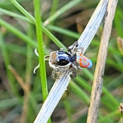 Maratus pavonis (Dunn's peacock spider) at Gigerline Nature Reserve - 18 Nov 2023 by trevorpreston