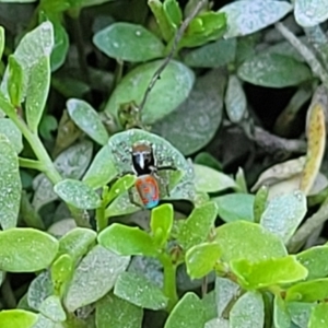 Maratus pavonis at Gigerline Nature Reserve - 18 Nov 2023