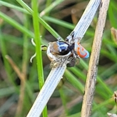 Maratus pavonis at Gigerline Nature Reserve - 18 Nov 2023