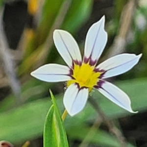 Sisyrinchium rosulatum at Gigerline Nature Reserve - 18 Nov 2023 02:06 PM