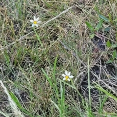 Sisyrinchium rosulatum at Gigerline Nature Reserve - 18 Nov 2023 02:06 PM