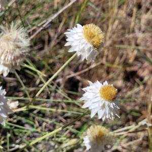 Leucochrysum albicans subsp. tricolor at Gigerline Nature Reserve - 18 Nov 2023