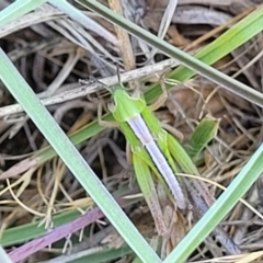 Praxibulus sp. (genus) (A grasshopper) at Gigerline Nature Reserve - 18 Nov 2023 by trevorpreston