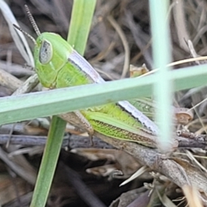 Praxibulus sp. (genus) at Gigerline Nature Reserve - 18 Nov 2023 01:58 PM