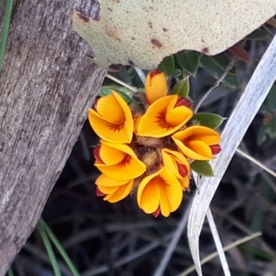 Podolobium alpestre (Shaggy Alpine Pea) at Yaouk, NSW - 18 Oct 2023 by JARS