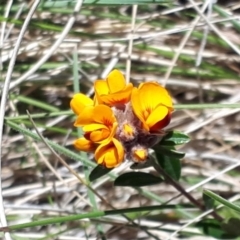 Podolobium alpestre at Yaouk, NSW - 18 Oct 2023