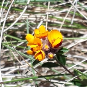 Podolobium alpestre at Yaouk, NSW - 18 Oct 2023