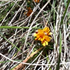 Podolobium alpestre at Yaouk, NSW - 18 Oct 2023