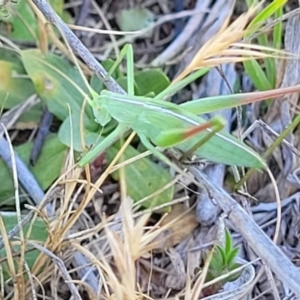 Caedicia simplex at Gigerline Nature Reserve - 18 Nov 2023