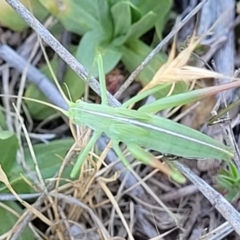 Caedicia simplex at Gigerline Nature Reserve - 18 Nov 2023