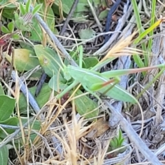 Caedicia simplex at Gigerline Nature Reserve - 18 Nov 2023 01:55 PM