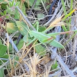 Caedicia simplex at Gigerline Nature Reserve - 18 Nov 2023