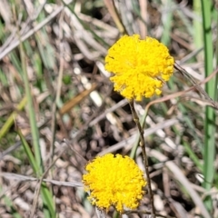 Leptorhynchos squamatus subsp. squamatus (Scaly Buttons) at Gigerline Nature Reserve - 18 Nov 2023 by trevorpreston