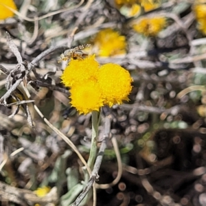 Chrysocephalum apiculatum at Gigerline Nature Reserve - 18 Nov 2023 01:41 PM