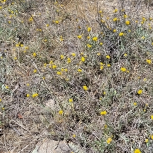 Chrysocephalum apiculatum at Gigerline Nature Reserve - 18 Nov 2023 01:41 PM