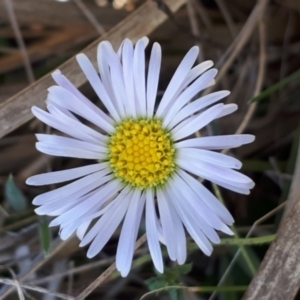 Brachyscome decipiens at Yaouk, NSW - 18 Oct 2023