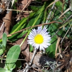 Brachyscome decipiens at Yaouk, NSW - 18 Oct 2023