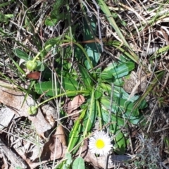 Brachyscome decipiens at Yaouk, NSW - 18 Oct 2023