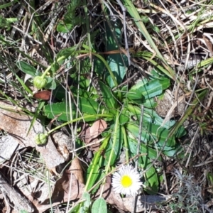 Brachyscome decipiens at Yaouk, NSW - 18 Oct 2023