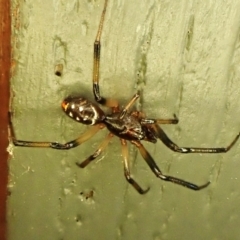 Unidentified Other web-building spider at Cook, ACT - 16 Nov 2023 by CathB
