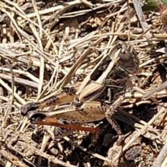 Brachyexarna lobipennis (Stripewinged meadow grasshopper) at Gigerline Nature Reserve - 18 Nov 2023 by trevorpreston