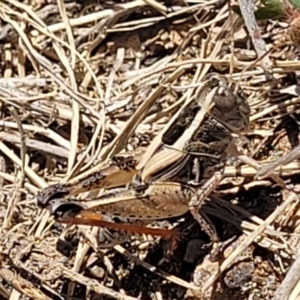 Brachyexarna lobipennis at Gigerline Nature Reserve - 18 Nov 2023 01:40 PM
