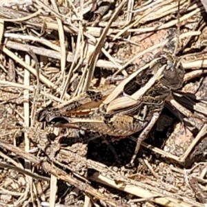 Brachyexarna lobipennis at Gigerline Nature Reserve - 18 Nov 2023 01:40 PM