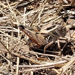 Brachyexarna lobipennis at Gigerline Nature Reserve - 18 Nov 2023 01:40 PM