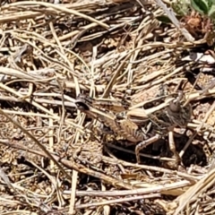 Brachyexarna lobipennis at Gigerline Nature Reserve - 18 Nov 2023 01:40 PM