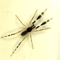 Cycloctenidae (family) (Scuttling Spiders) at Cook, ACT - 17 Nov 2023 by CathB