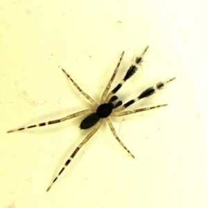 Cycloctenidae (family) at suppressed - suppressed