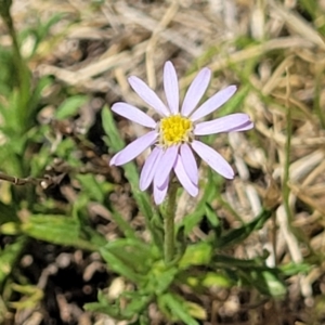 Vittadinia muelleri at Gigerline Nature Reserve - 18 Nov 2023