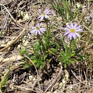 Vittadinia muelleri at Gigerline Nature Reserve - 18 Nov 2023