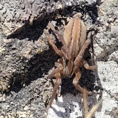 Miturga sp. (genus) (Unidentified False wolf spider) at Gigerline Nature Reserve - 18 Nov 2023 by trevorpreston