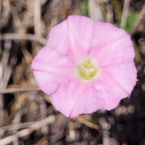 Convolvulus angustissimus subsp. angustissimus at Gigerline Nature Reserve - 18 Nov 2023