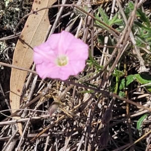 Convolvulus angustissimus subsp. angustissimus at Gigerline Nature Reserve - 18 Nov 2023