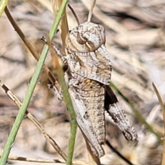 Gastrimargus musicus (Yellow-winged Locust or Grasshopper) at Gigerline Nature Reserve - 18 Nov 2023 by trevorpreston